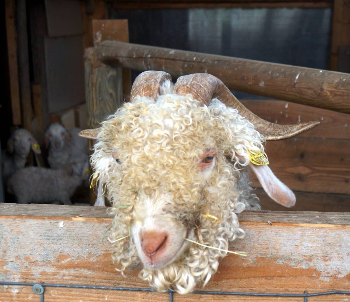 schapen educatieve boerderij Villers-Saint-Paul Oise kippenboom