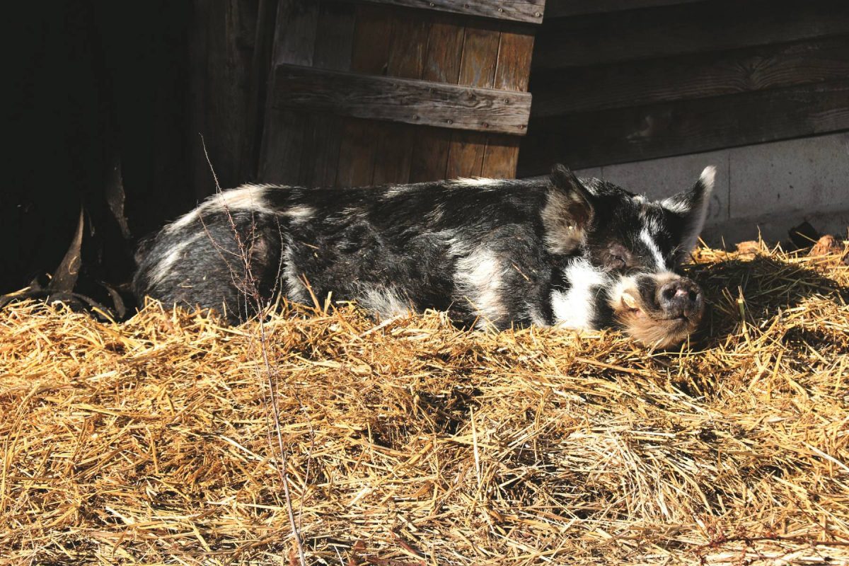 varken educatieve boerderij Villers-Saint-Paul Oise Kip boom