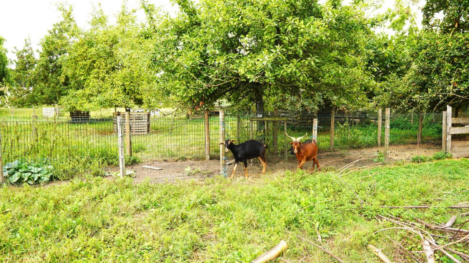 Pädagogischer Bauernhof Arbre à poule Villers-Saint-Paul