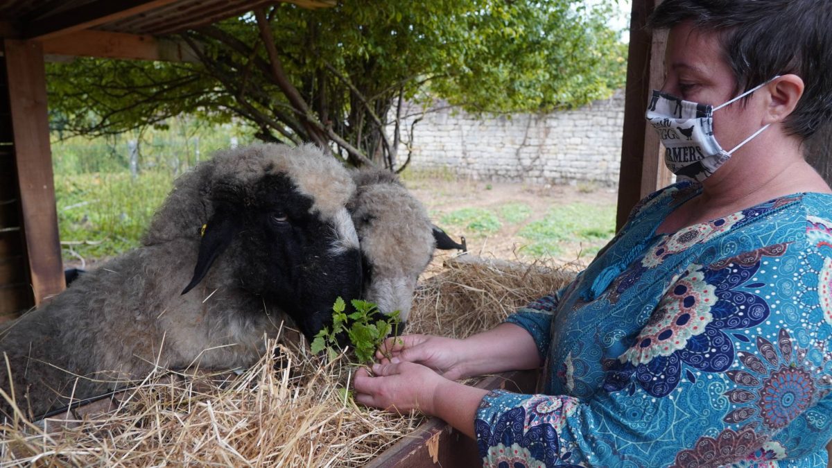 schapen educatieve boerderij Villers-Saint-Paul Oise kippenboom