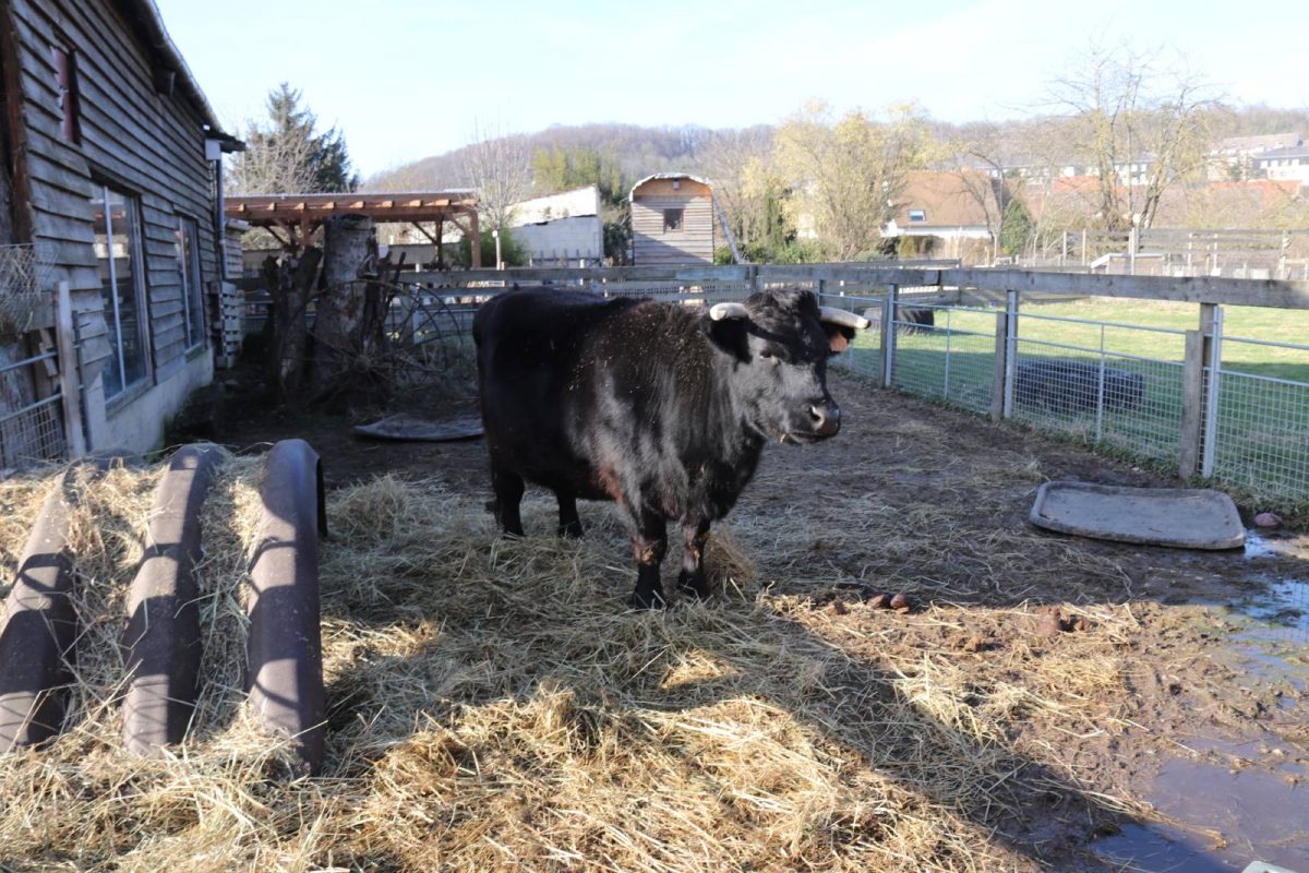 koe educatieve boerderij Villers-Saint-Paul Oise kippenboom