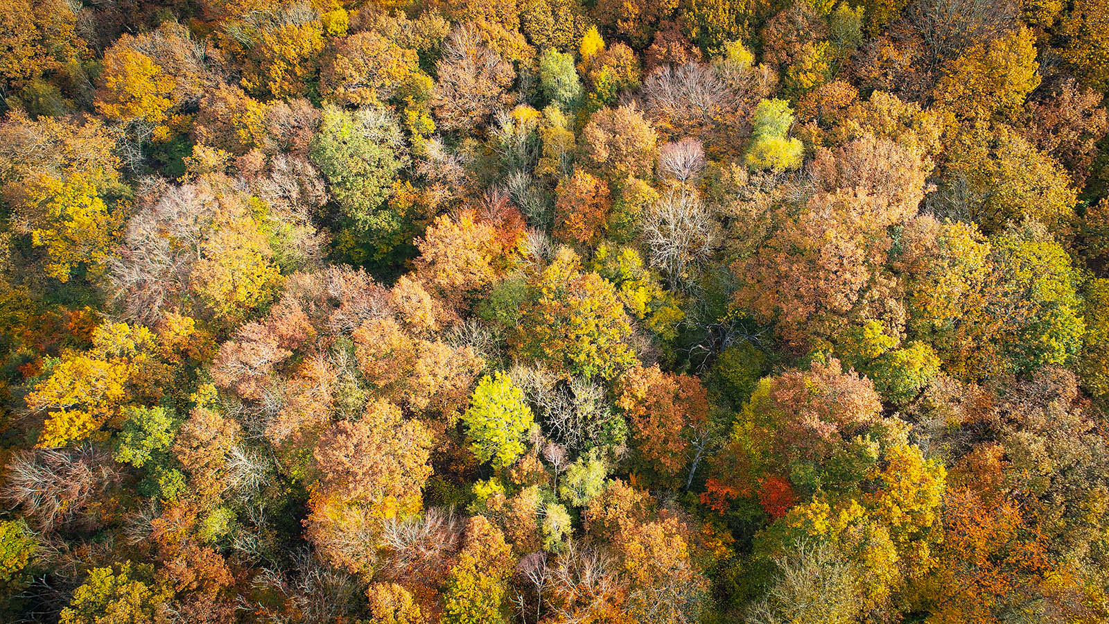 Bosque entre Maysel y Cramoisy