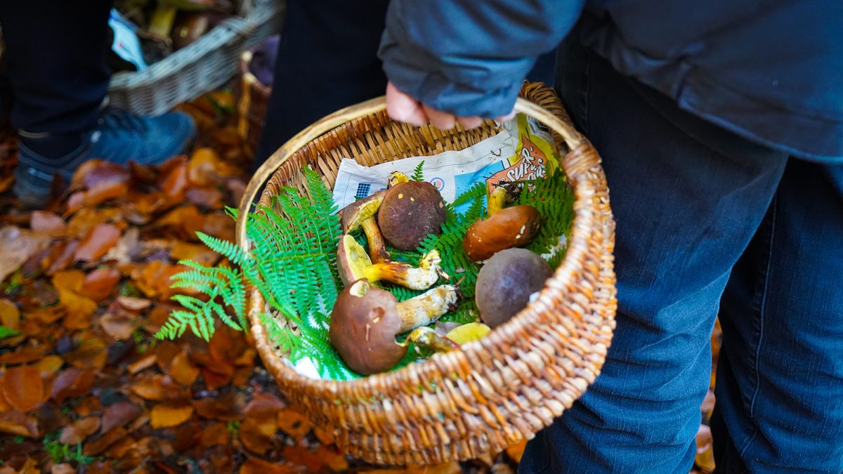 Sortie champignon
