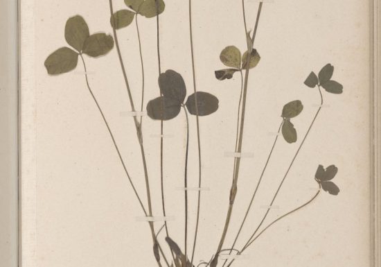 Petits naturalistes en herbe