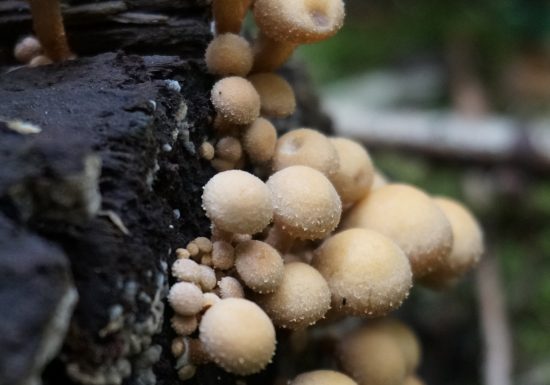 Mycologisch uitstapje in het bos van Halatte