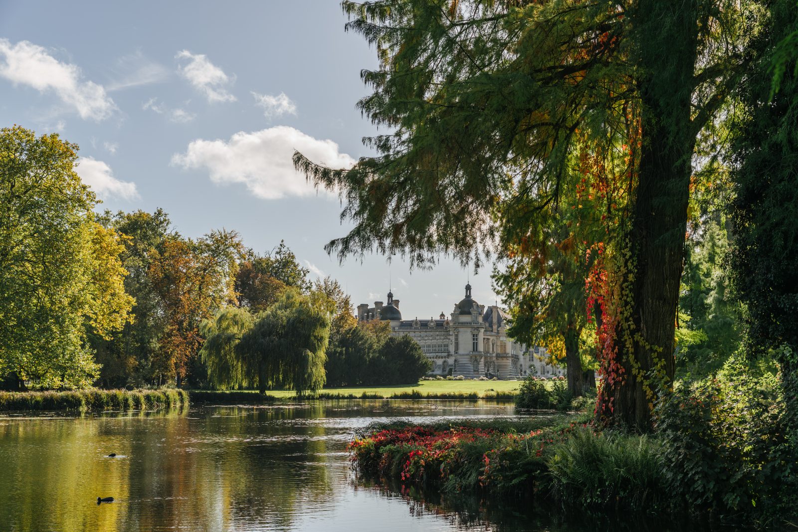 Visite guidée – Les arbres remarquables du parc du Château de Chantilly