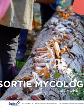 Mycological outing in the Halatte forest