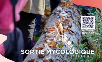 Sortie mycologique en forêt d&rsquo;Halatte