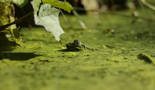 Les amphibiens à l’honneur à Villeneuve !