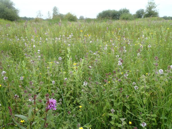 Flore d’été du marais