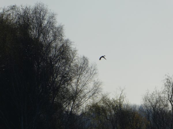 Jour de la Nuit au Marais de Sacy !