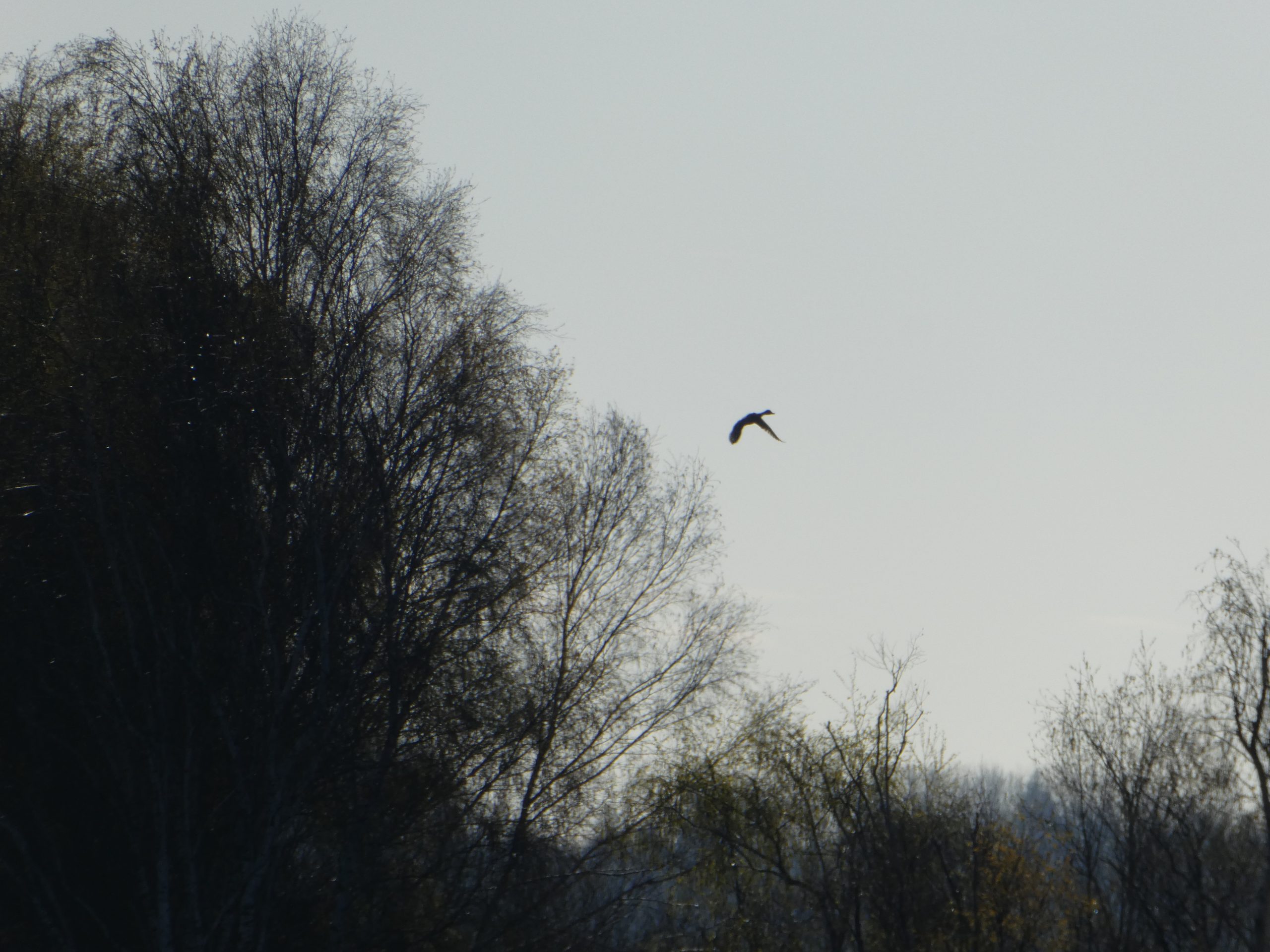 Jour de la Nuit au Marais de Sacy !