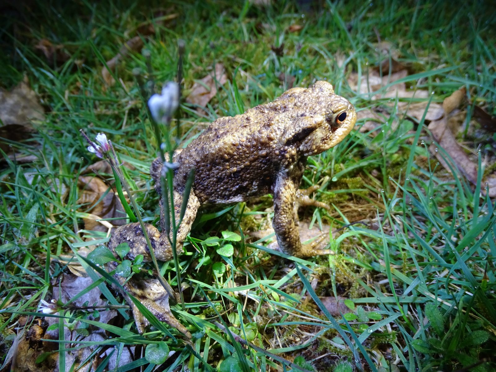 Le Marais de Sacy dévoile ses grenouilles !