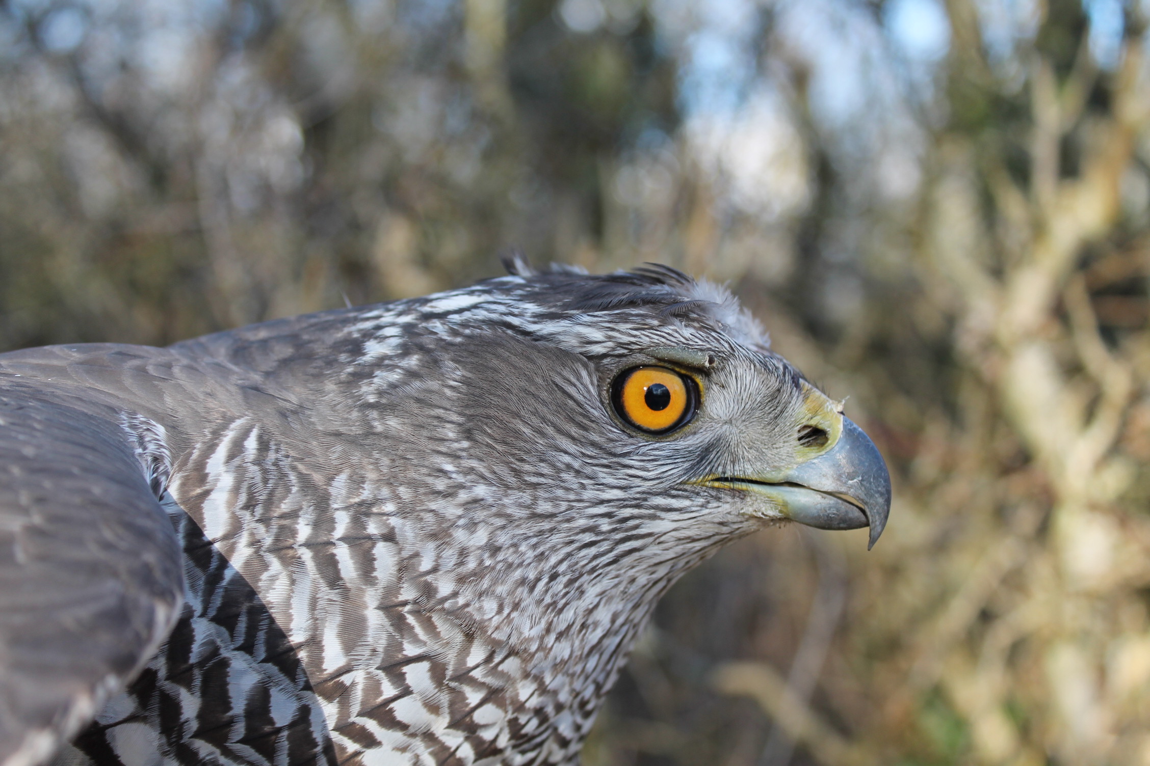 ¡Alas de día en el Marais de Sacy!
