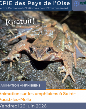 Sortie nature | Les amphibiens du marais Chantraine
