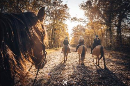 Galops en Forêt de Chantilly