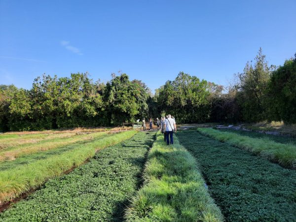 Découverte d&rsquo;une cressonnière