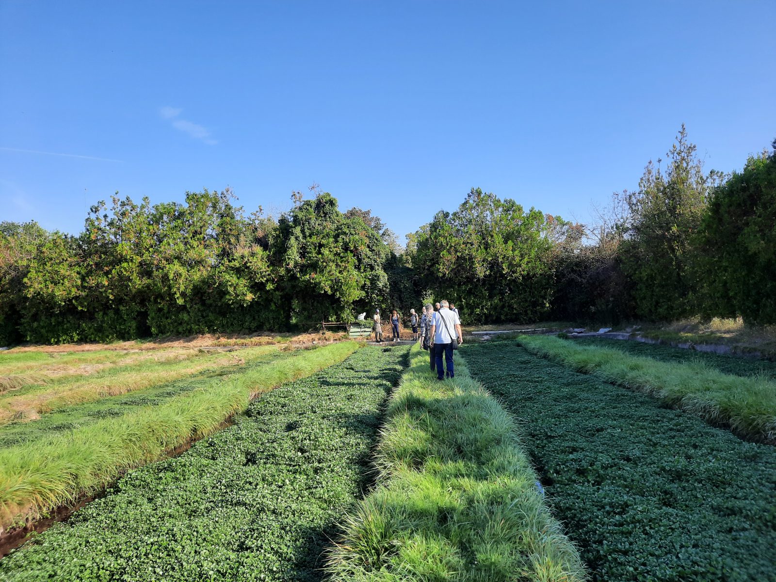Découverte d&rsquo;une cressonnière