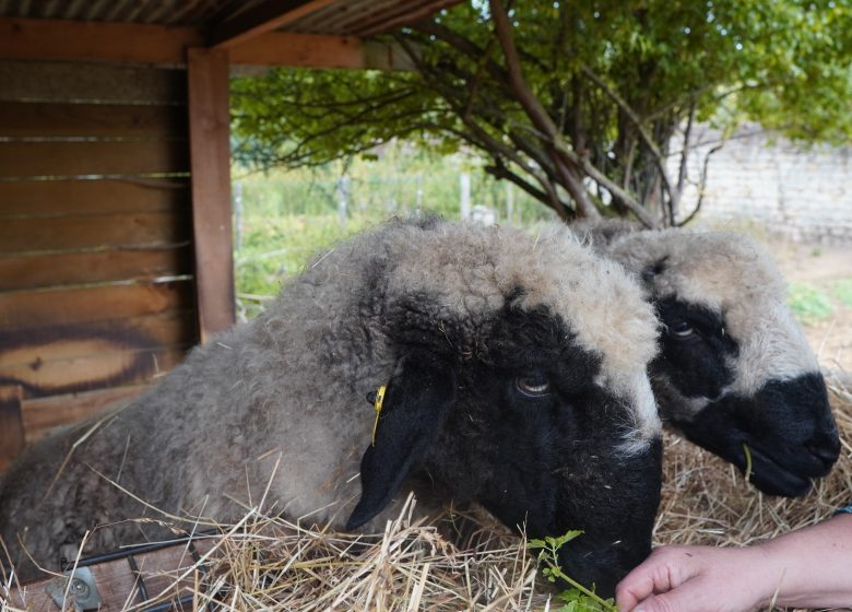 Ferme l’arbre à poule - Urheberrecht: Creil Sud Oise Tourisme - Tartaglione Anthony