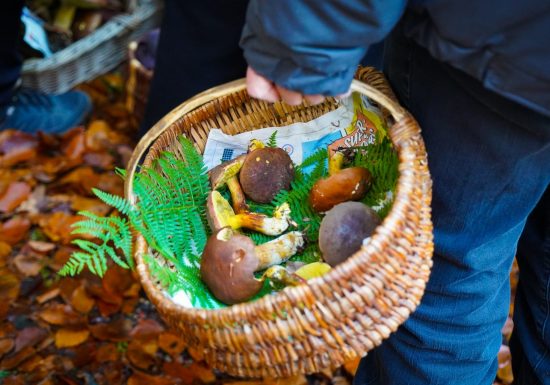 Mycologisch uitstapje in het bos van Halatte