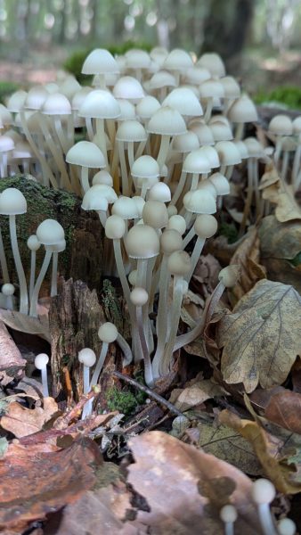 Découverte des champignons