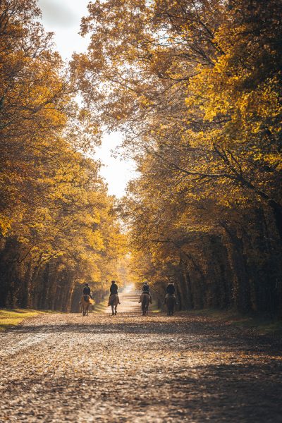 Balade « Le Massif des Trois Forêts » » Chantilly avec les Henson
