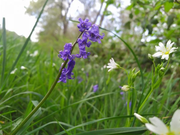 Les fleurs printanières