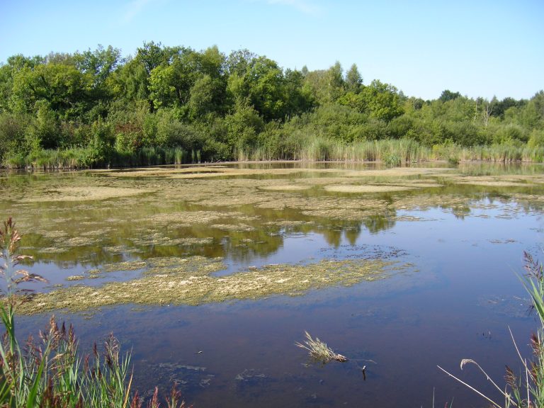 Les marais au printemps
