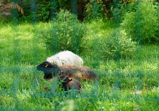 La Maison des Activités Scientifiques Technologiques et Environnementales (Haus der wissenschaftlichen, technologischen und umweltbezogenen Aktivitäten)