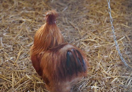 La Maison des Activités Scientifiques Technologiques et Environnementales (Haus der wissenschaftlichen, technologischen und umweltbezogenen Aktivitäten)