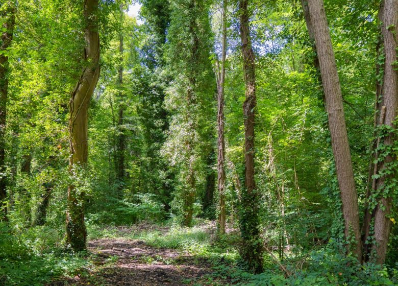 Marais Monroy - Copyright : Creil Sud Oise Tourisme