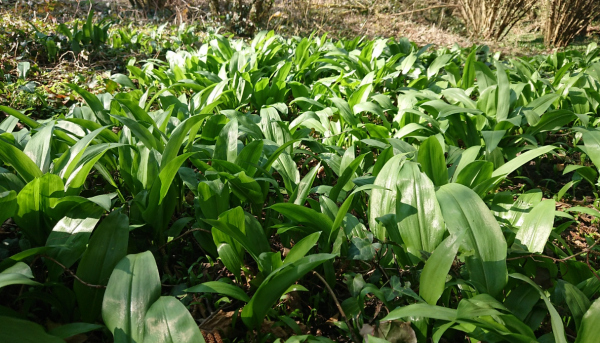 Atelier de cuisine santé  » pesto d&rsquo;ail des ours »