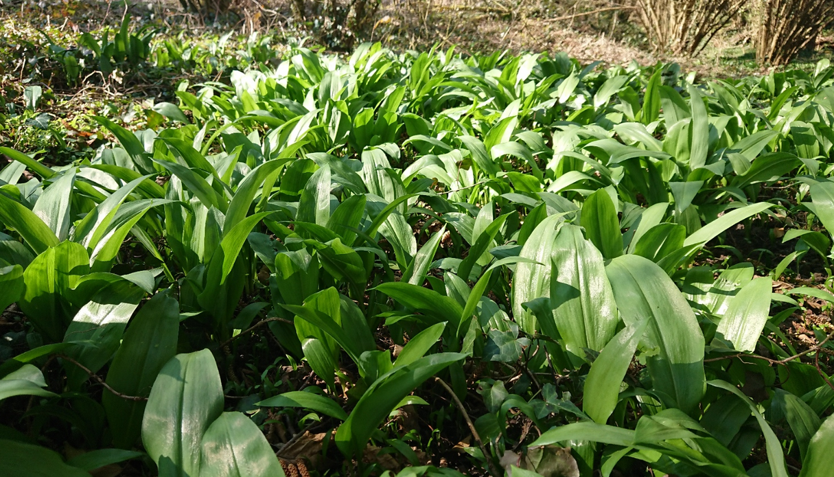 Atelier de cuisine santé  » pesto d&rsquo;ail des ours »