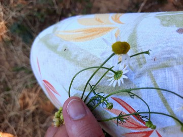 À la rencontre des plantes utiles et sauvages