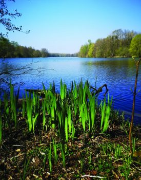 Festival de l&rsquo;Oiseau | Fêtons les oiseaux !