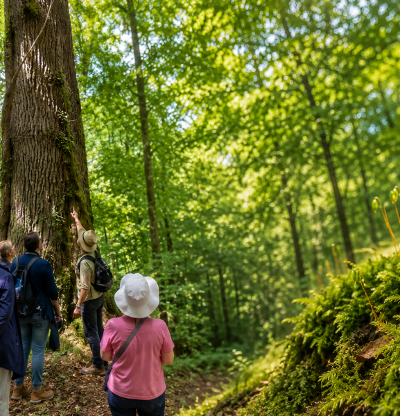 L’arbre et la mousse, à la découverte des géants et des miniatures de nos forêts