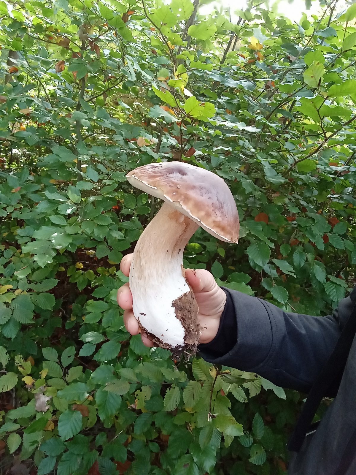 Balade mycologique en forêt d&rsquo;Halatte