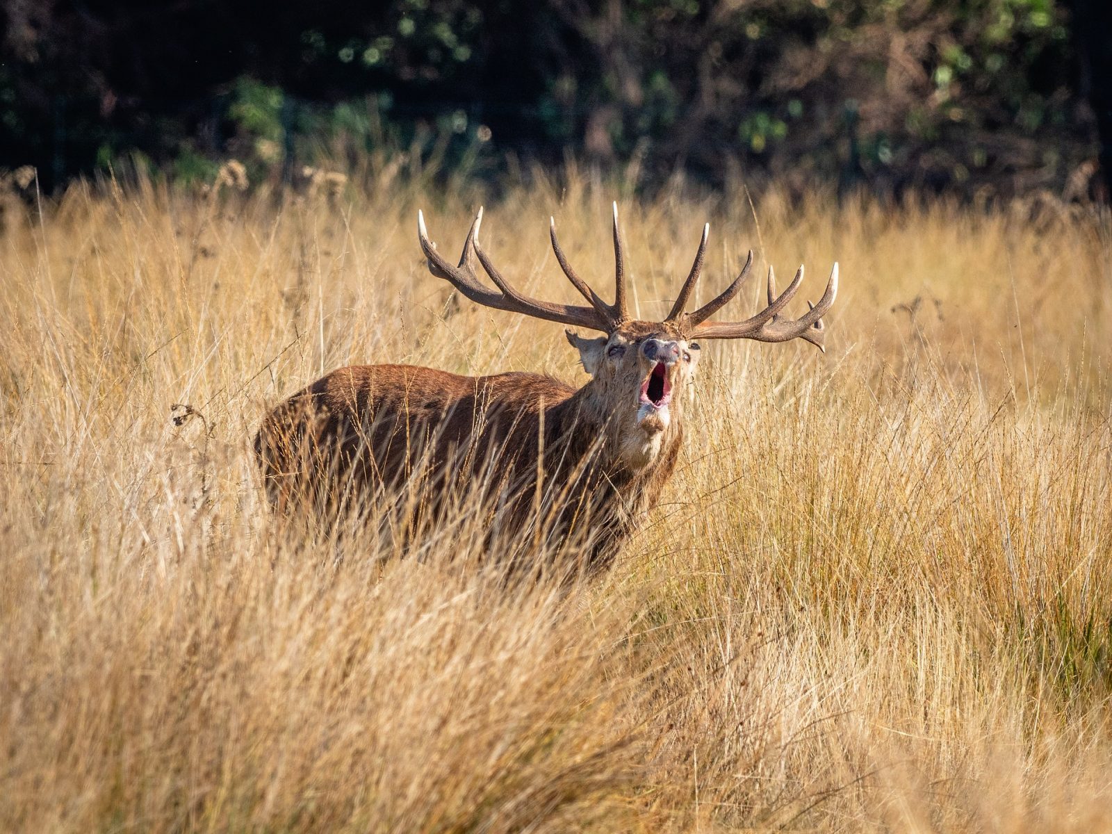 Sortie écoute du brame du cerf
