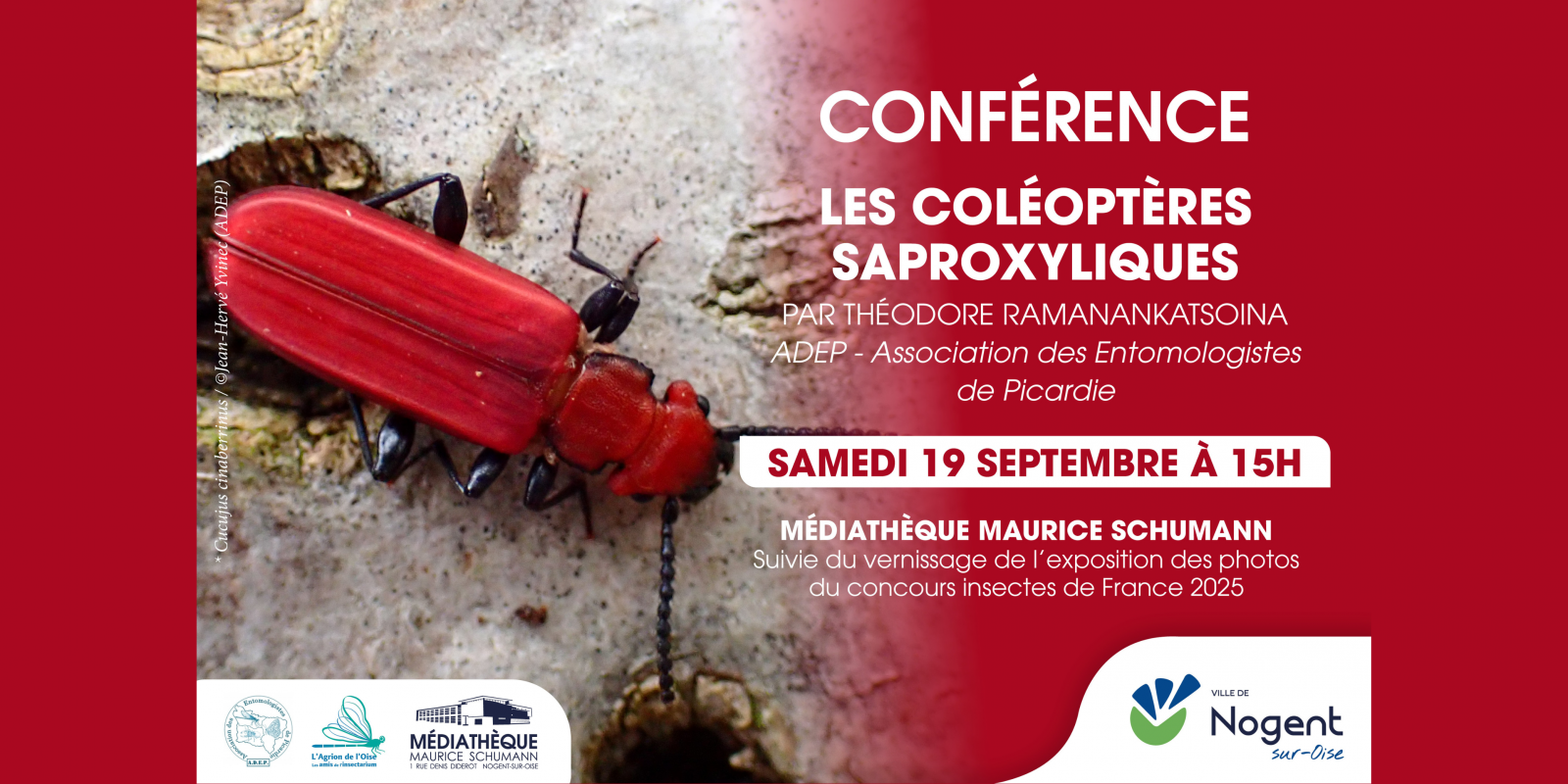 Conférence | « Les coléoptères saproxyliques »
