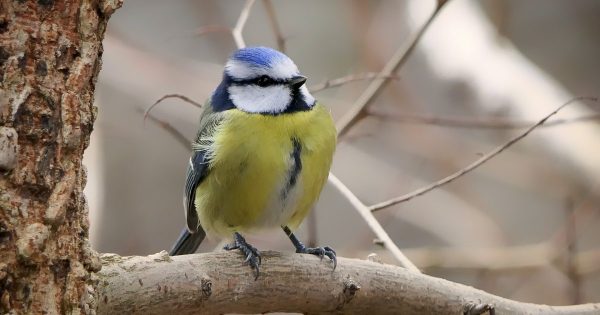 Sortie nature : Découverte des oiseaux de la forêt d’Ermenonville