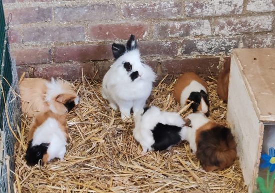Welkom op de MASTE leerboerderij