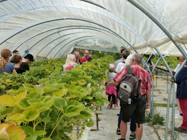 Visite des serres de fraises