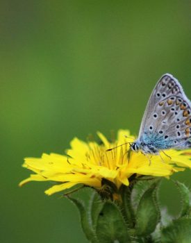 Sortie nature | Ca bourdonne ou ça papillone à St Leu !