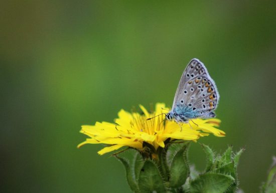 Sortie nature | Ca bourdonne ou ça papillone à St Leu !