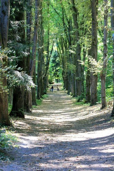 Balade inspirante et relaxante en forêt