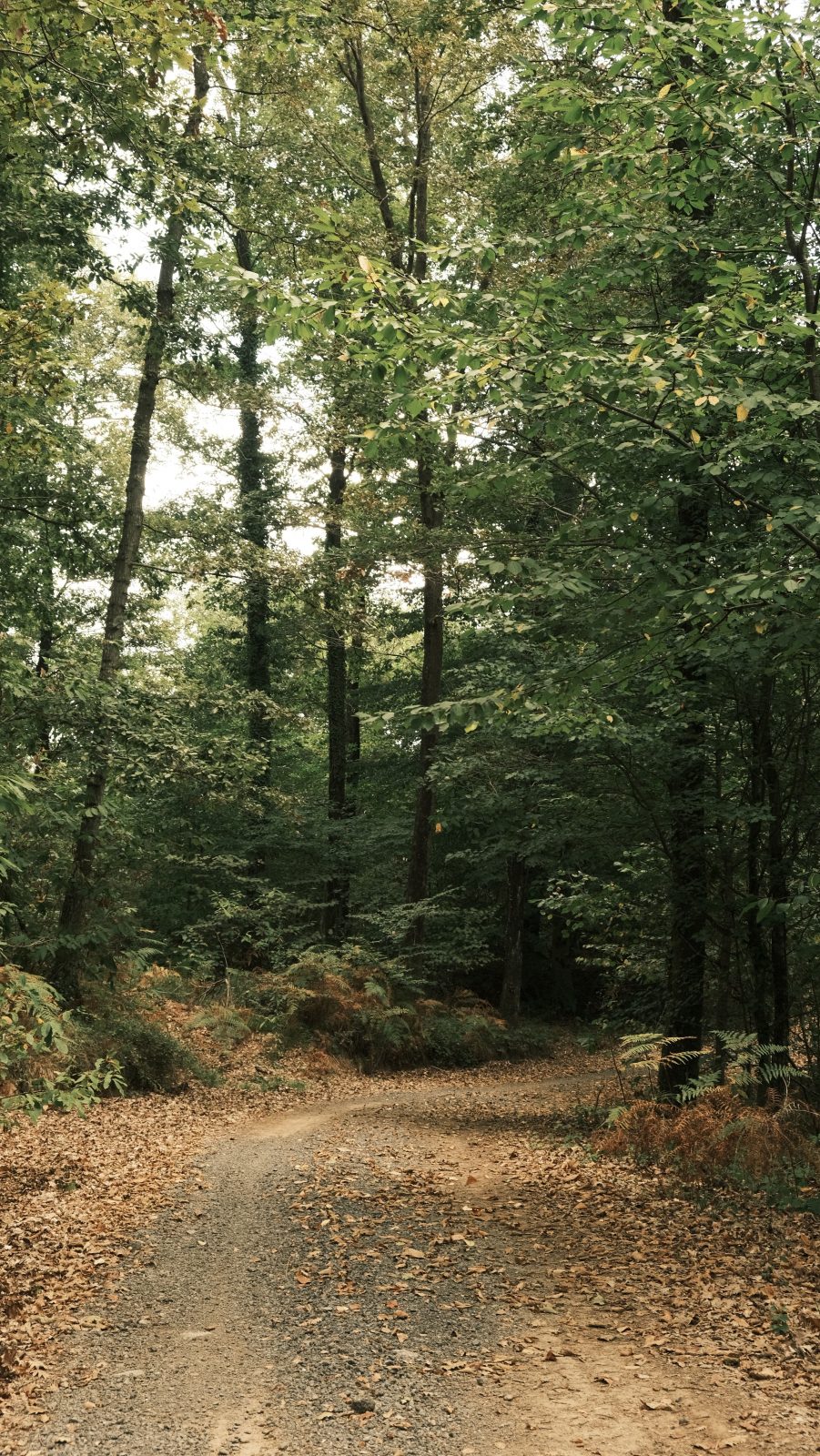 Balade immersives et musicales en forêt de Chantilly