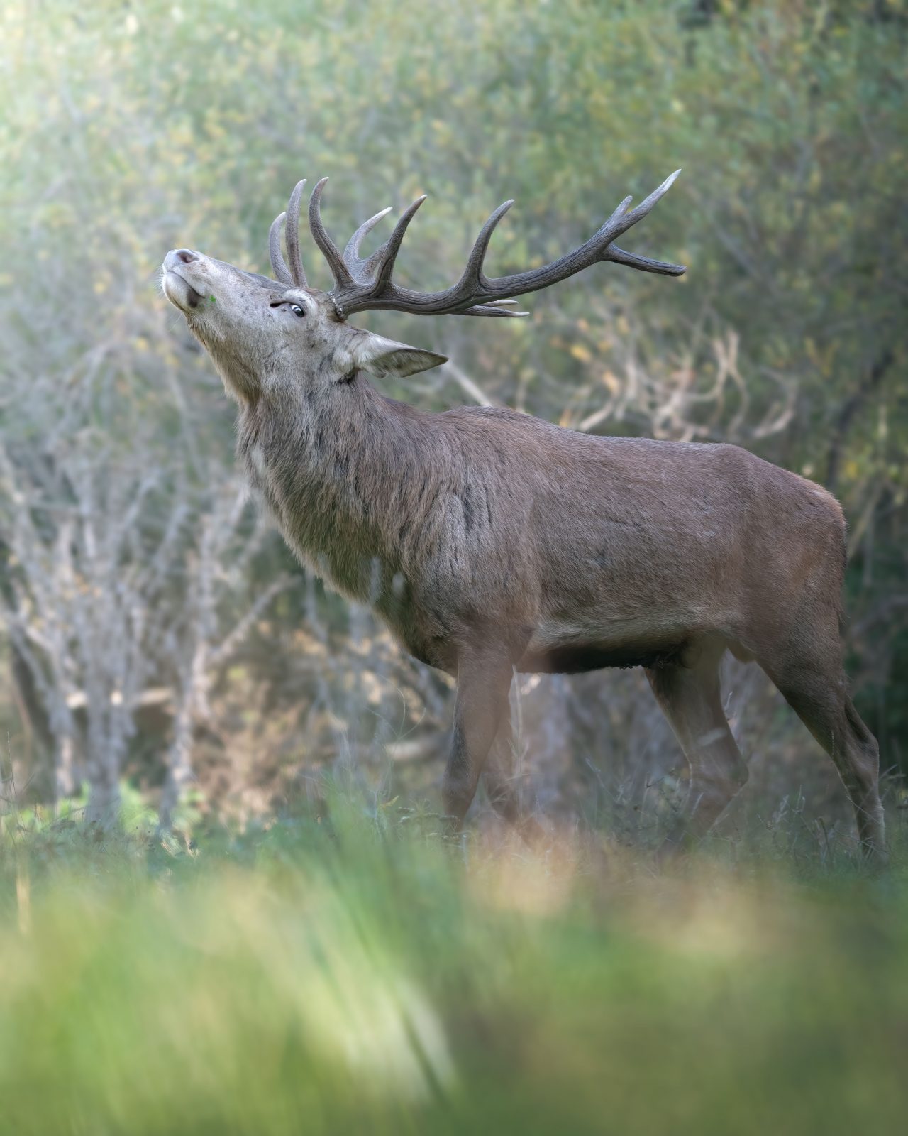 Brame du Cerf en forêt de Chantilly