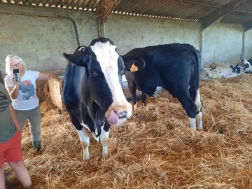 Discovering dairy cows